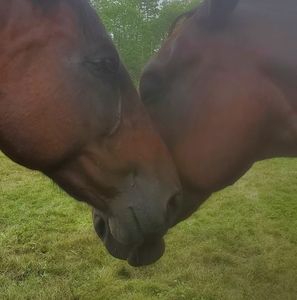 Meet your Posher, Miranda